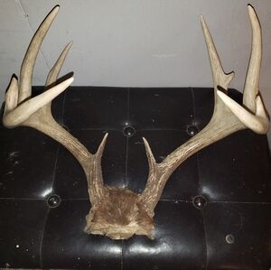 Authentic Whitetail Deer Antlers